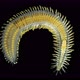 a Sea Ciliary Worm of the Syllidae Family Under a Microscope, Differs in Others By the Presesence - VideoHive Item for Sale