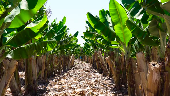 Young Banana Plants In Rural Farm. Banana Tree Grove On Island With The Road Cut Down.