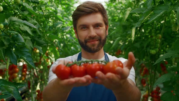 Man Gardener Holding Tomatoes Harvest in Green Countryside Garden Smiling