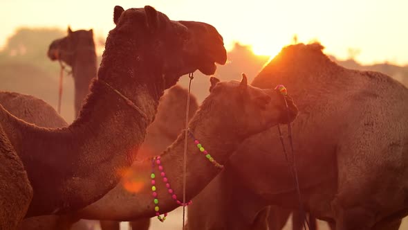 Camels in Slow Motion at the Pushkar Fair Also Called the Pushkar Camel Fair