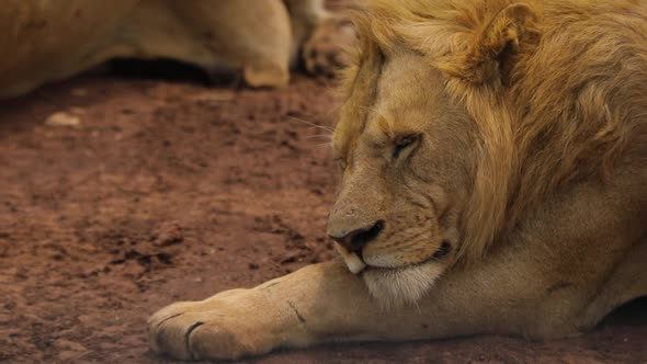 Close Up Footage of Majestic African Lion Muzzle Face Laying Animal King