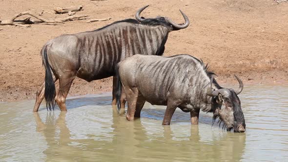 Blue Wildebeest Drinking Water - South Africa