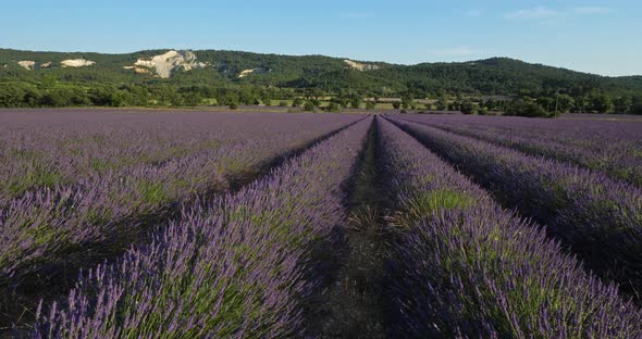 Field of lavenders, Vaucluse department, Provence, France
