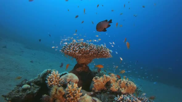 Underwater Colorful Tropical Coral Reef