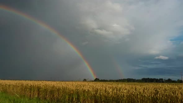  Ripe Crop Field After Rain and Colorfull Rainbow in Background Rural Countryside