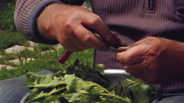 Closeup Slow Motion Hands of an Elderly Man Cut Green Batva with a Knife From The Radish of the Torn