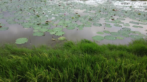 Move toward the lotus pond