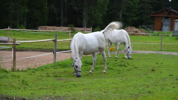 Horses eating grass on a countryside farm in Europe