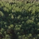 Pine Forest Camera Tilts Down In Flight - VideoHive Item for Sale