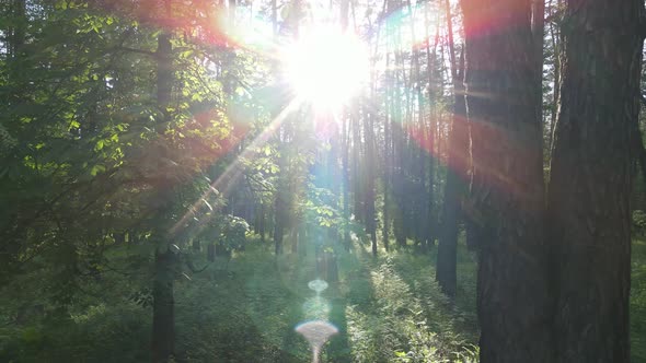 Wild Forest Landscape on a Summer Day