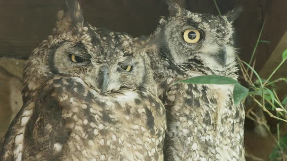 ZOOM IN to EXTREME CLOSE UP, Spotted Eagle owls in captivity