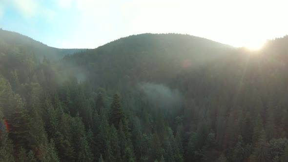 Flight Over Mountains Covered with Coniferous Forest