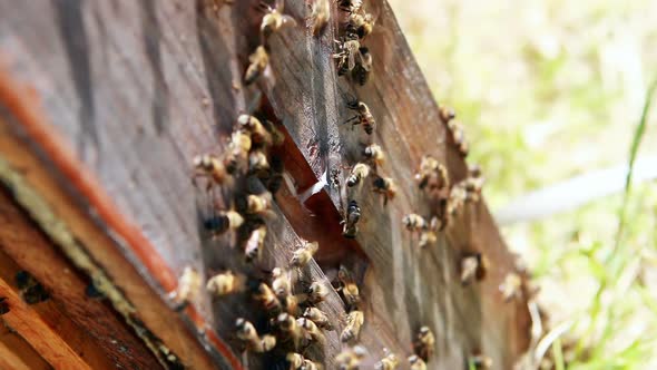 Close-up of honey bee frame covered with bees