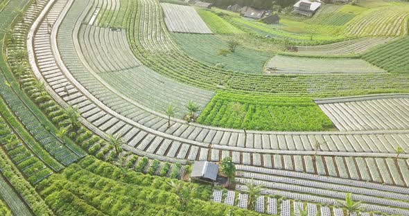 Aerial birds eye shot of several plantation with growing vegetables on mountain of Indonesia - Butuh