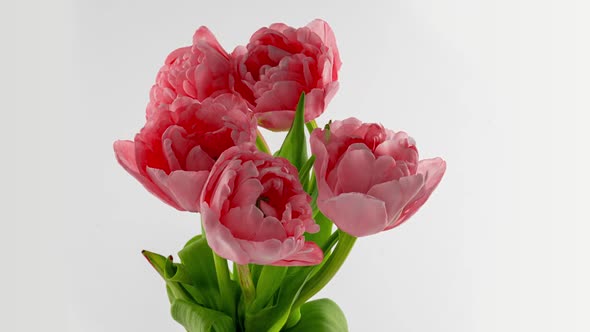 Pink Tulip Opening Time Lapse on White Background Alpha Channel