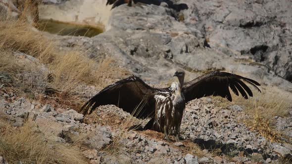 Griffon vultures (Gyps fulvus) drying his wings
