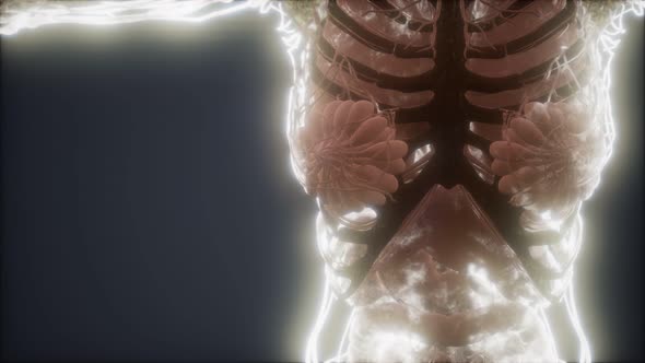 Colorful Human Body Animation Showing Bones and Organs