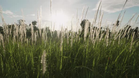 Grass flowers blown in the wind and sunlight in nature is beautiful and soft. Slow Motion from 120fp