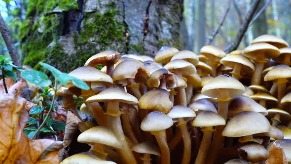 Honey Fungus Mushrooms 24
