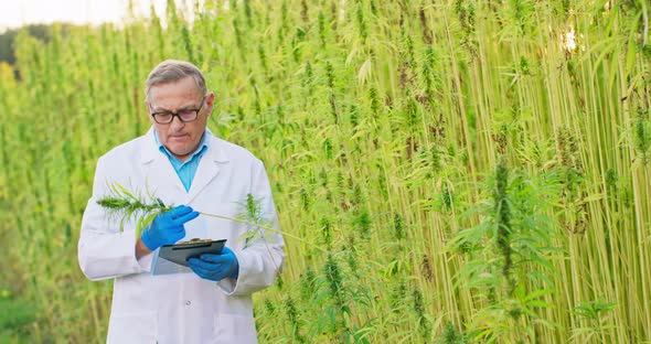 Portrait of Elderly Scientist Checking and Analizing Hemp Plants Signing the Results Notes Concept alt
