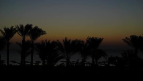 Palms on Resort Beach and Sunrise Over Sea