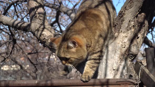 British Brown Cat Climbs a Tree