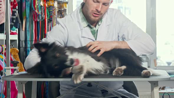 Male Vet Doctor Examining Fur of a Cute Happy Dog at His Clinic