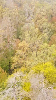 Vertical Video Trees in the Autumn Forest in the Afternoon