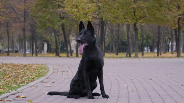 Black German Shepherd for a Walk in the Autumn Park