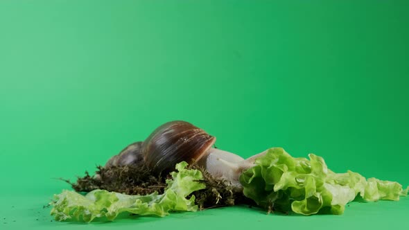 Wide Footage of Big Snail Achatina Sticks Out Its Horns From Its Shell to Eat Green Salad