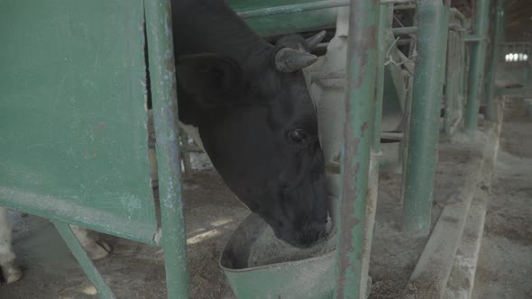 Cow Cows on the Farm. Agriculture.