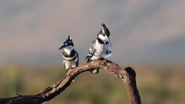 Pair of African Pied Kingfisher birds perch on tree branch in breeze