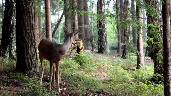 Roe deer in forest, Capreolus capreolus. Wild roe deer in nature