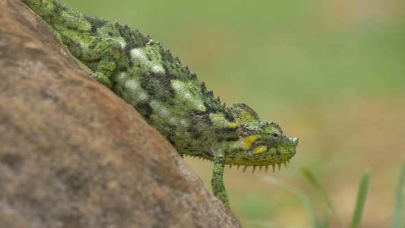 Chameleon slowly walking on a stone