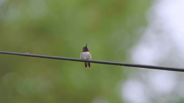 Ruby-throated hummingbird cautiously watches out for predators while resting on a telephone wire. Cl