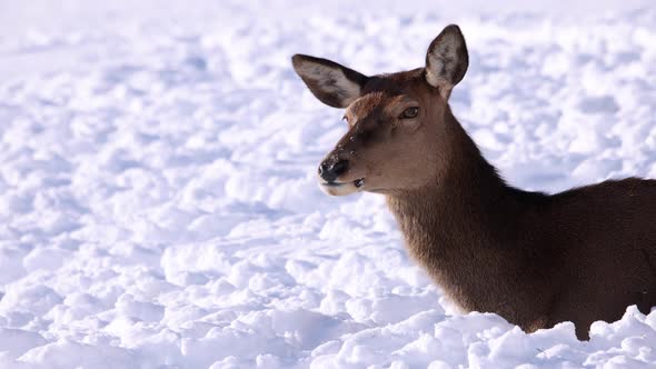 elk femle laying in snow looks at camera slomo