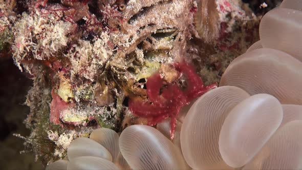 Wide angle shot of Orang-Utan Crab (Achaeus japonicus) sitting on bubble coral