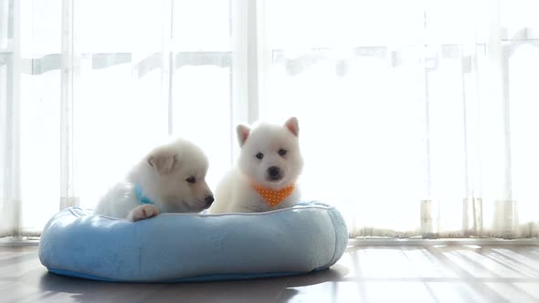 Two Of Siberian Husky Puppies On Pet Bed Under Sunlight