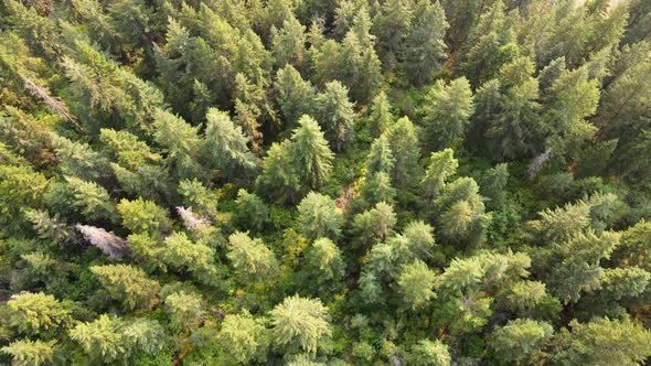 Lush coniferous forest in the interior of British Columbia at sunset. High angle fly over shot