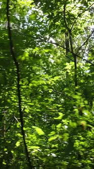 Vertical Video of a Beautiful Natural Landscape in the Forest During the Day