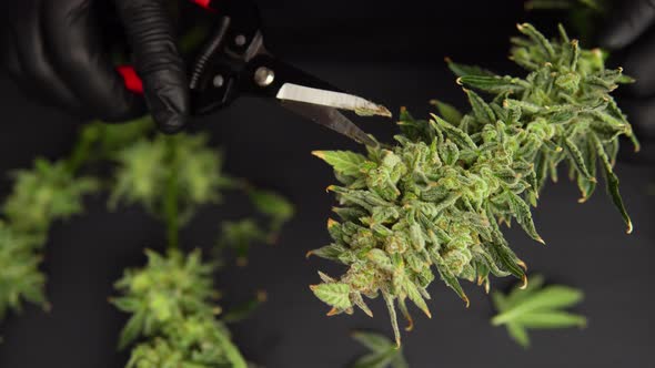 The Sugar Leaves on Buds . Harvest Weed Time Has Come. Trim Before Drying. Growers Trim Their Pot