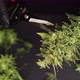 The Sugar Leaves on Buds . Harvest Weed Time Has Come. Trim Before Drying. Growers Trim Their Pot - VideoHive Item for Sale