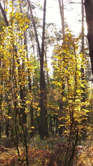 Vertical Video of a Forest in an Autumn Day