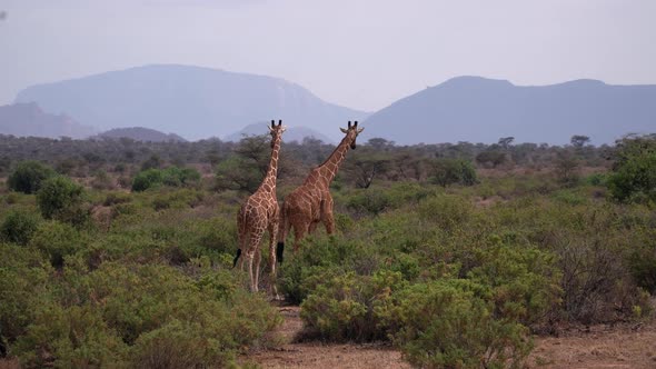 Giraffes in a national park of Kenya