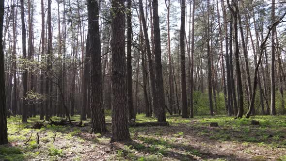 Forest Landscape Aerial View Ukraine