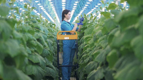 Greenery Passage with a Lady Employee Taking Care of Plants