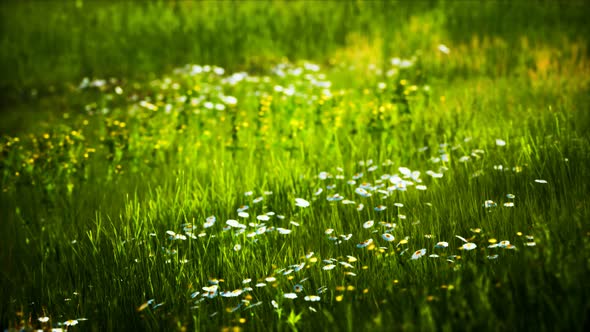 Field with Green Grass and Wild Flowers at Sunset