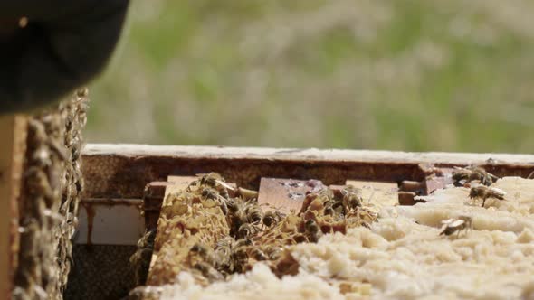 BEEKEEPING - A frame is carefully red from a beehive, slow motion close up