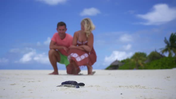 A couple watches a baby maldivian sea turtle crawl on the beach