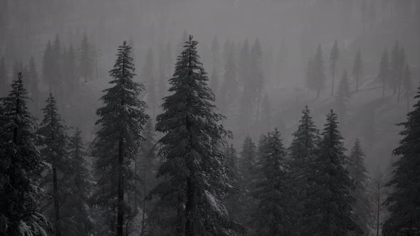 Carpatian Mountains Fog and Mist at the Pine Forest